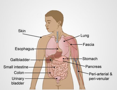 11. Human Organs | Clock | My Study