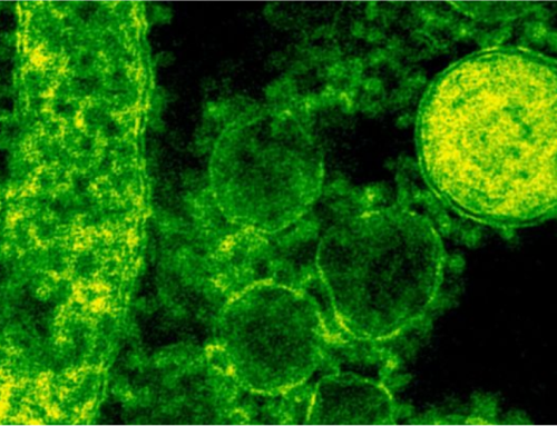 12. Organisms | Smallest | My Study