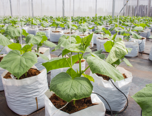 17. Coir Peat | Products | My Technology