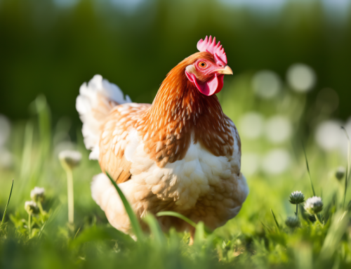 19. Poultry Farms | My Technology
