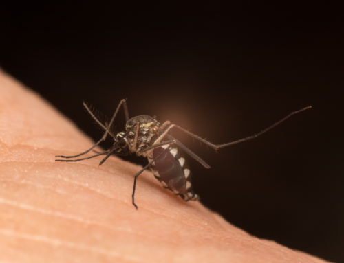 18. Mosquitoes | Issues | My Technology